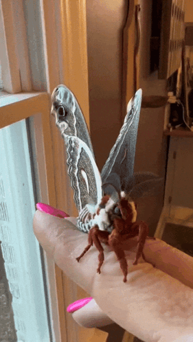 Butterfly On Woman's Finger With Pink Nails GIF