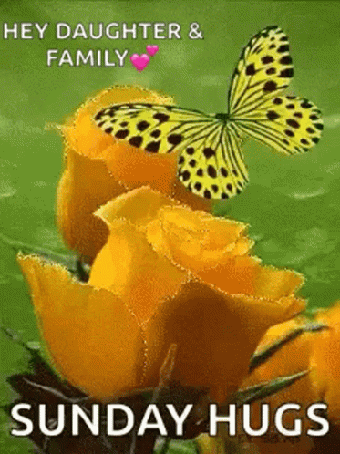 Butterfly on Yellow Rose with Sunday Hugs