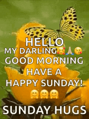 Butterfly Over Yellow Flower Saying Hello
