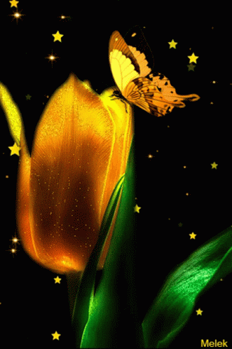 Butterfly Perched On Flower Melek GIF