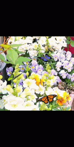 Butterfly Perched on Flower
