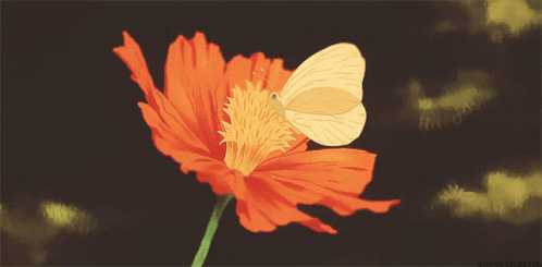 Butterfly Perched on Red Flower Saying Butterfly