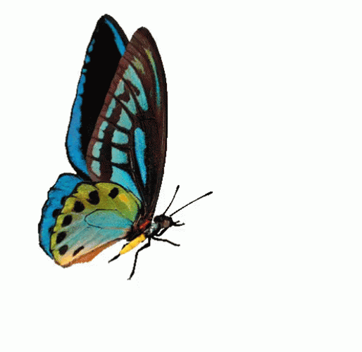 Butterfly Side View Wings GIF
