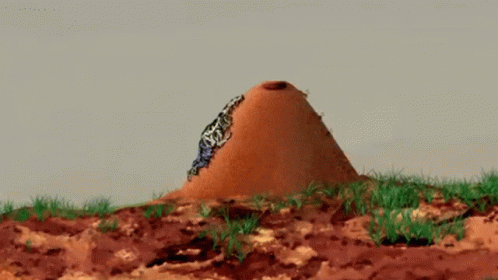 Butterfly Sitting on Dirt Mound