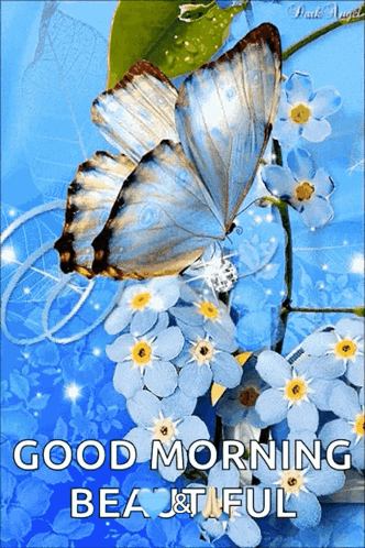 Butterfly Sitting on Flower Good Morning Beautiful