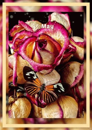 Butterfly Sitting On Petals Near Pink Rose May GIF