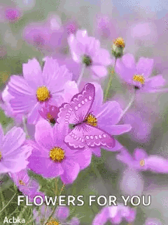 Butterfly Sitting on Purple Flower Flowers for You