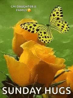 Butterfly Sitting on Yellow Rose with Sunday Hugs