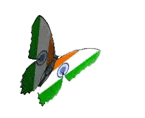 Butterfly With Indian Flag Wings