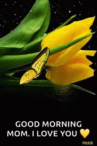 Butterfly Yellow Flower Good Morning Mom I Love You