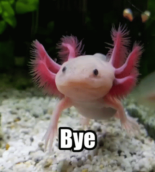 Bye Crazy Axolotl GIF