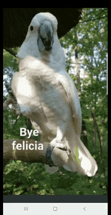 Bye Felicia White Parrot GIF