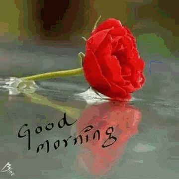 New Good Morning Red Flowers GIF