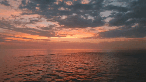 Cabo Verde Sting Ray Fish GIF