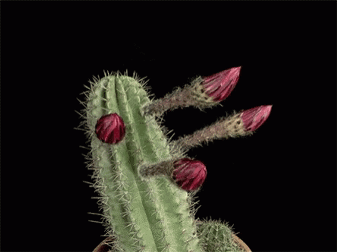 Cactus Flower Blooming Timelapse GIF