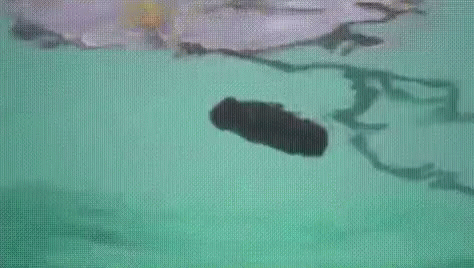 Caddy Shack Poop In The Pool GIF
