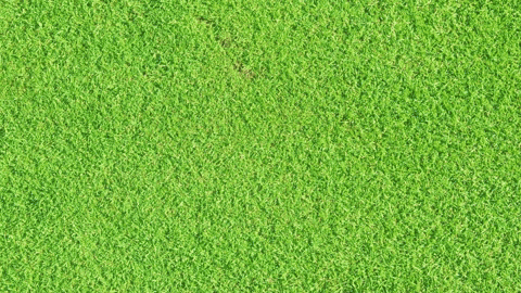 Caddy Shack Who's Your Caddie GIF