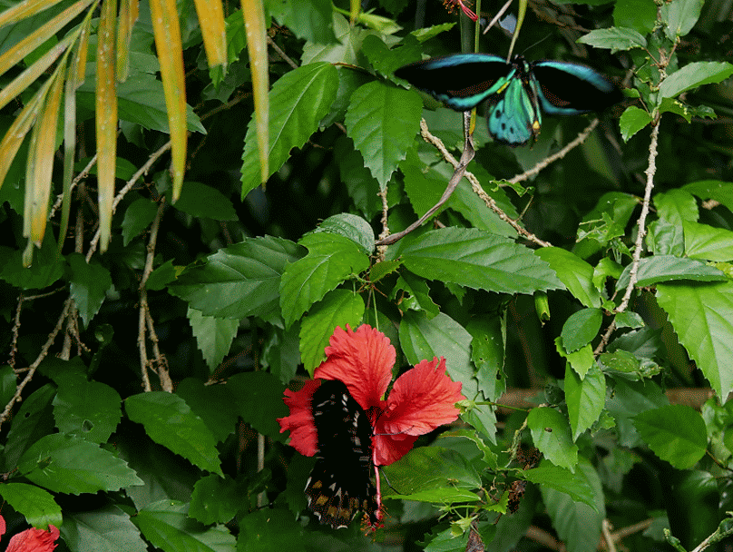 Cairns Birdwing Female And Male Butterflies GIF