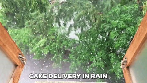 Cake Delivery In Monsoon Rain Meme GIF
