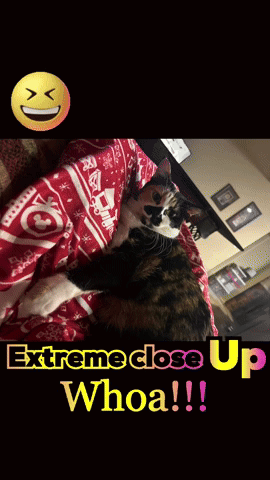 Calico Cat Extreme Close Up Whoa
