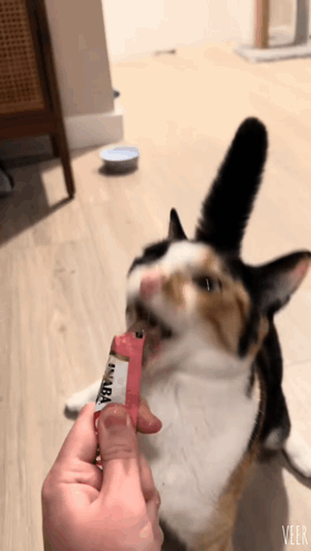 Calico Cat Fed Tunaba