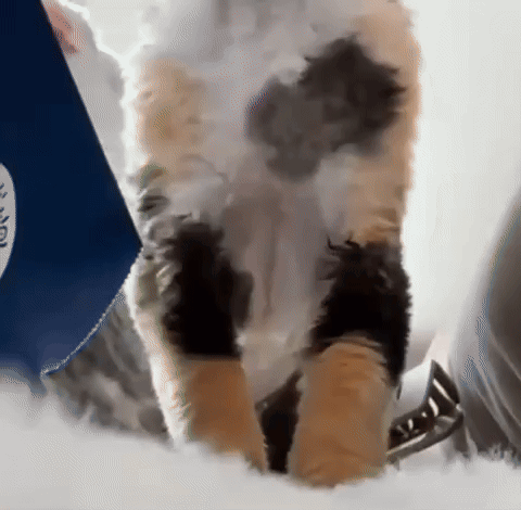Calico Cat In Front Of Blue Box Saying Noodles GIF
