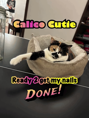 Calico Cat Laying in Cat Bed Ready 2 Get My Nails Done