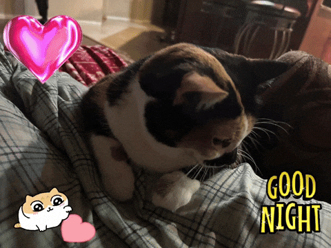 Calico Cat Laying on Bed Good Night