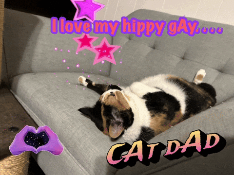 Calico Cat Laying on Couch