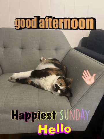 Calico Cat Laying On Couch With Good Afternoon Happiest Sunday Hello GIF