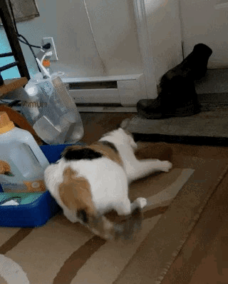 Calico Cat Laying on Rug Next to Dog