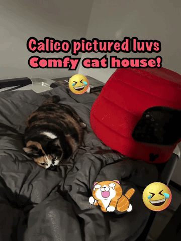 Calico Cat Lying On Comfy Bed GIF