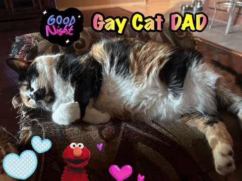 Calico Cat Lying On Couch GIF