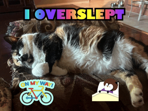Calico Cat Lying on Couch I Overslept