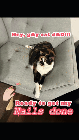 Calico Cat On Couch Says Hey Gay Cat Dad Ready To Get My Nails Done