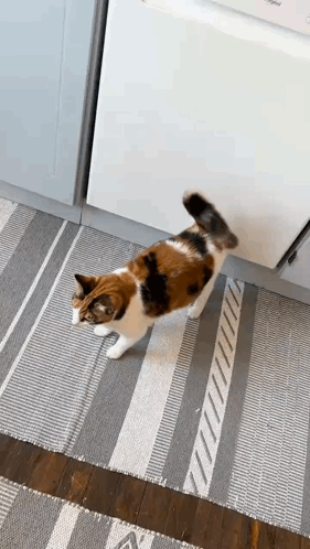Calico Cat Standing on Hind Legs in Kitchen