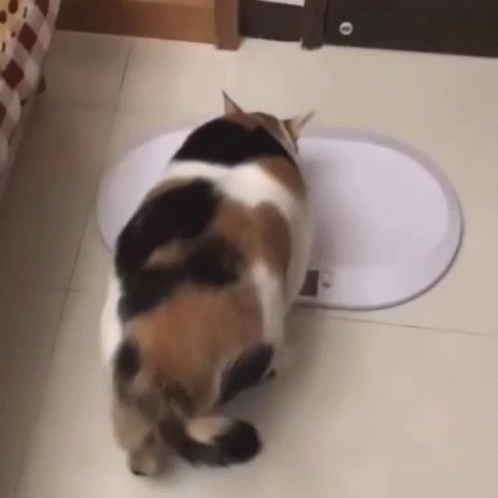 Calico Cat Standing on Scale