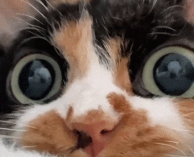Calico Cat With Big Blue Eyes GIF