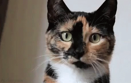 Calico Cat With Green Eyes Looking Surprised