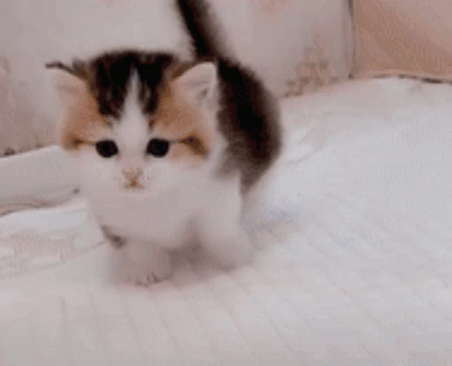 Calico Kitten Sitting on White Blanket