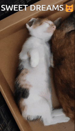 Calico Kitten Sleeping Next to Another Kitten Sweet Dreams