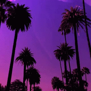 California Beverly Hills GIF