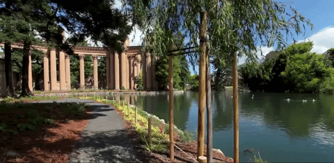 California Palace Fine Arts GIF