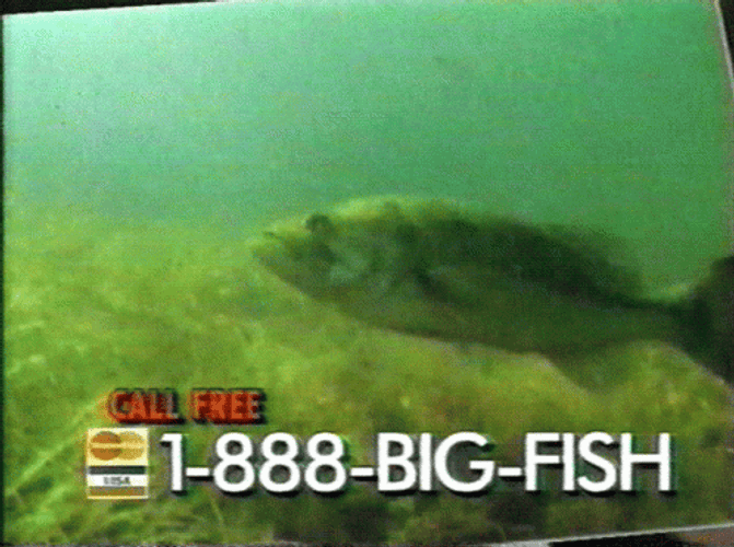 Call Big Fish 1-888 GIF