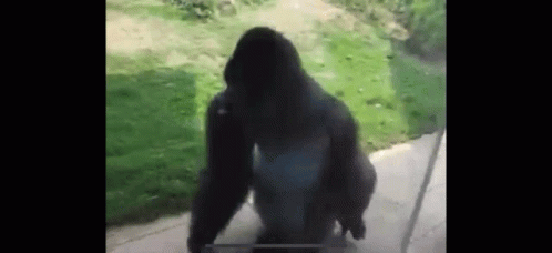 Calm Down Spinning Gorilla Dancing GIF