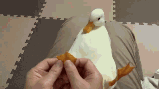 Calm Duck Loving The Foot Massage GIF