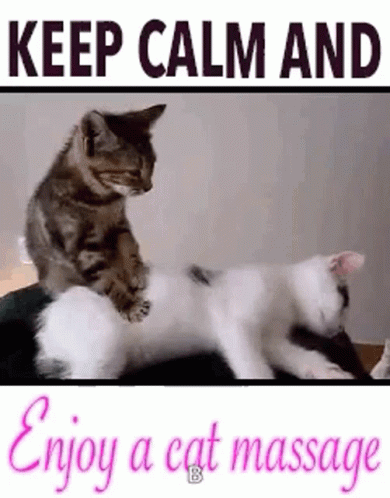 Calming Cat Massage GIF