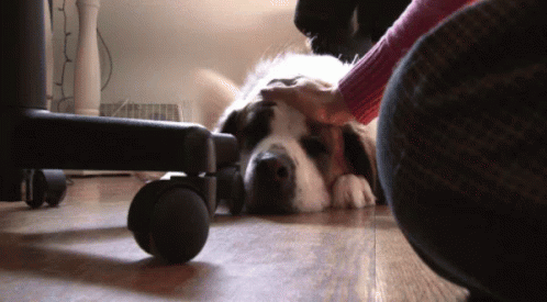 Calming Head Pat Sleepy Dog GIF