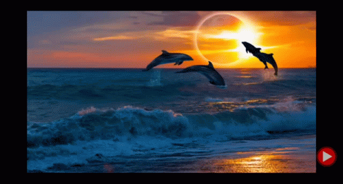 Calming Meditation Sea Dolphin GIF