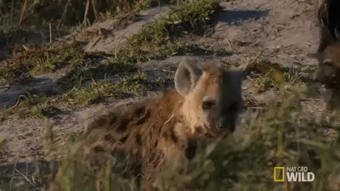 Calming State Of Baby Hyena GIF